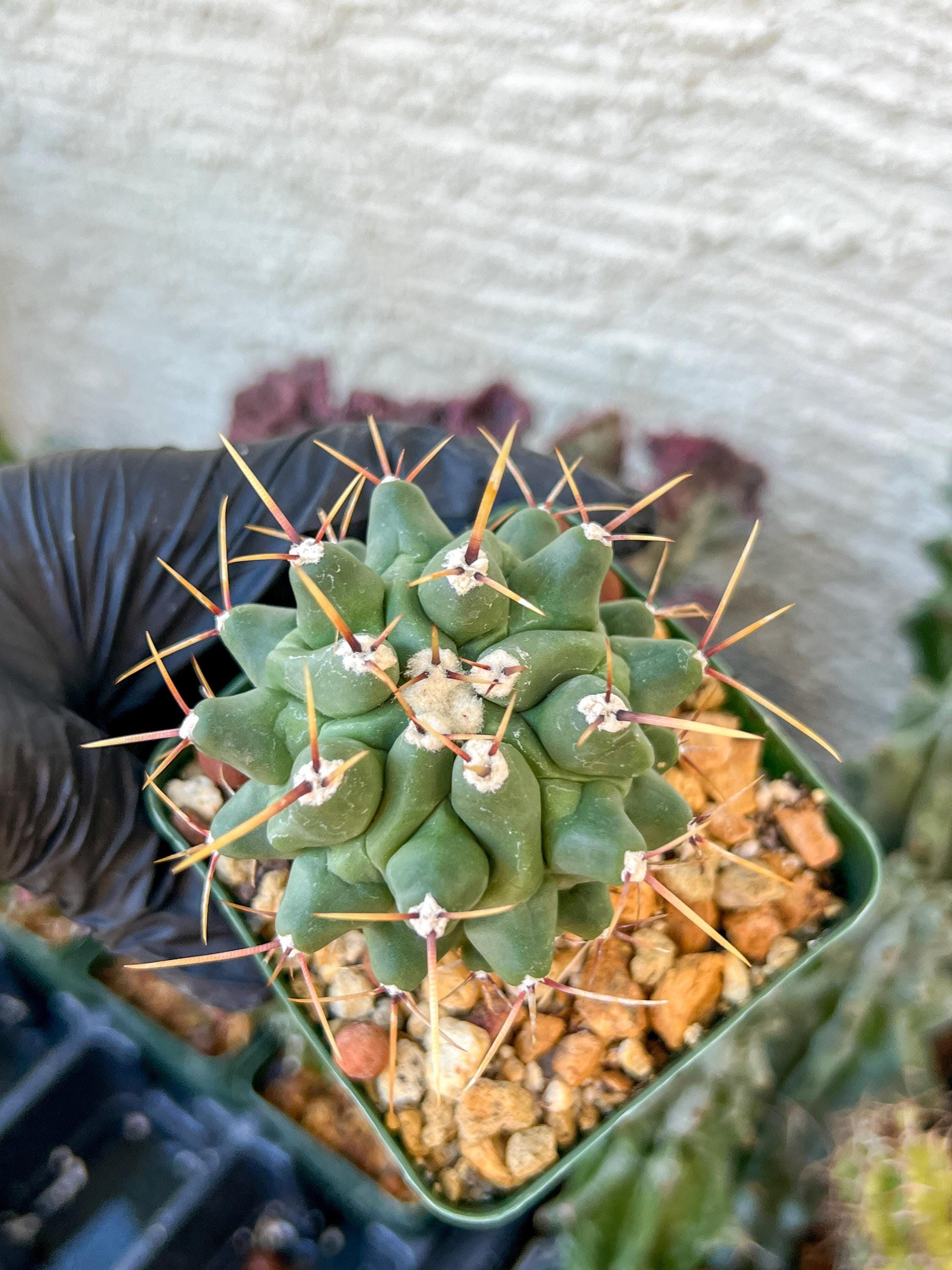 thelocactus Rinconensis (C2) (y2) | 3.5Pot