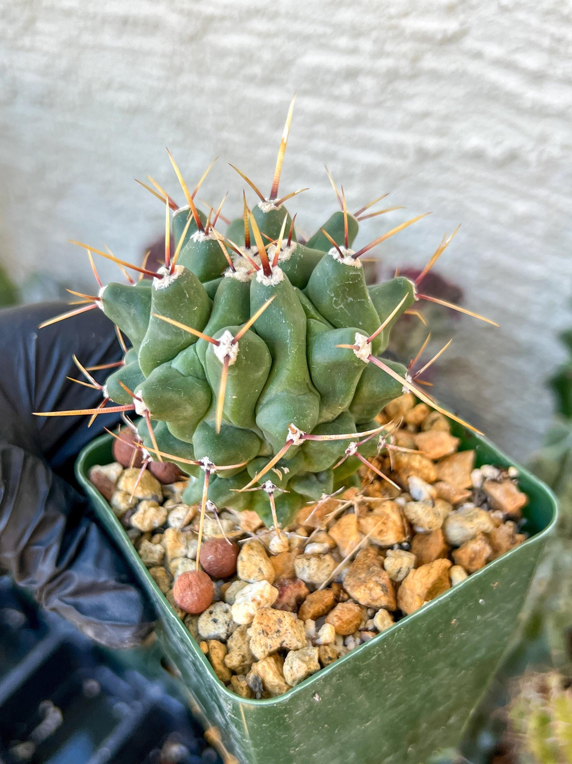 thelocactus Rinconensis (C2) (y2) | 3.5Pot