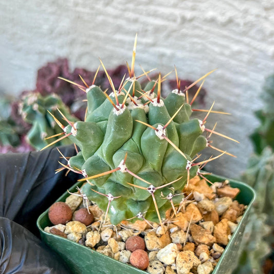 thelocactus Rinconensis (C2) (y2) | 3.5Pot