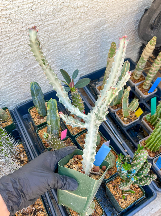 Large Euphorbia Lactea (Blue) | Imported Cactus