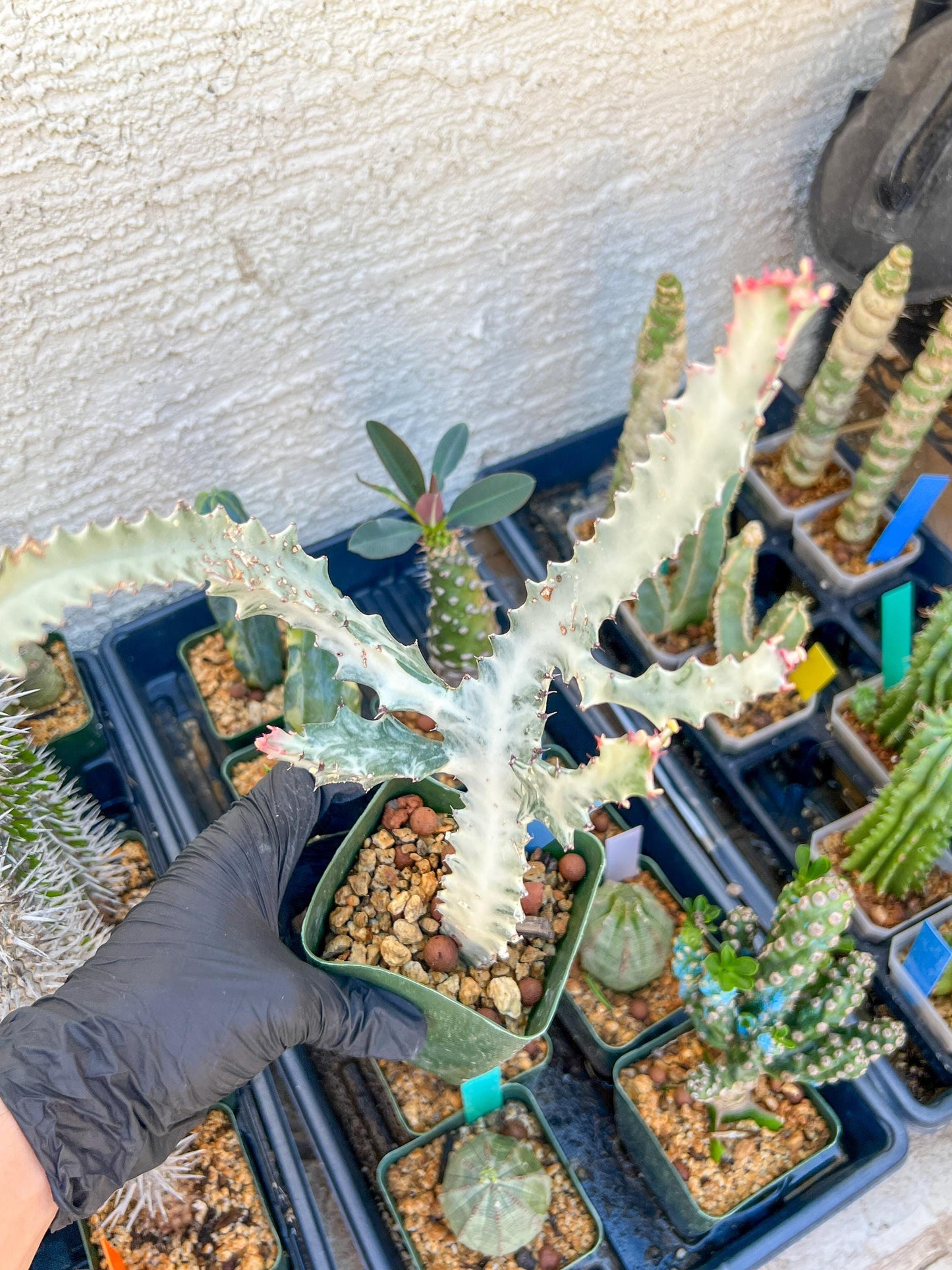 Large Euphorbia Lactea (Blue) | Imported Cactus