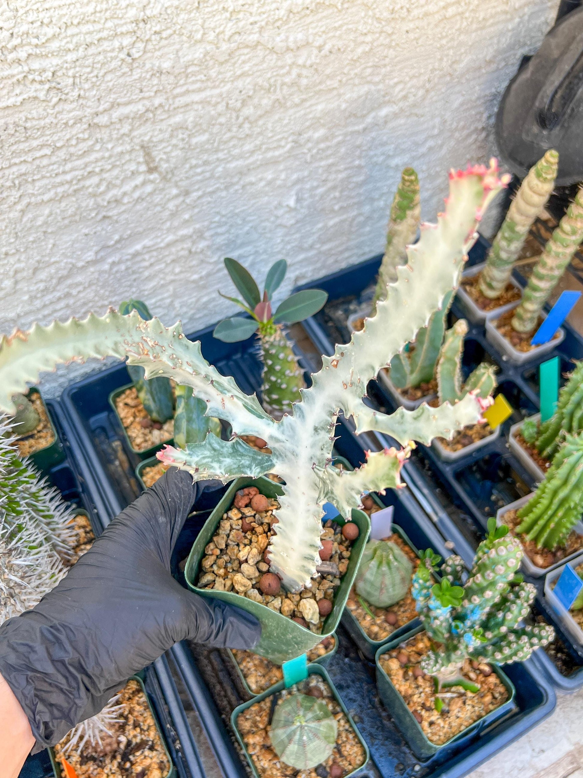 Large Euphorbia Lactea (Blue) | Imported Cactus