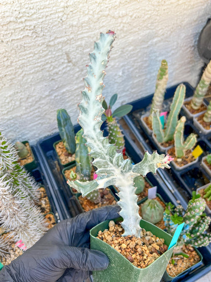 Large Euphorbia Lactea (Green) | Imported Cactus
