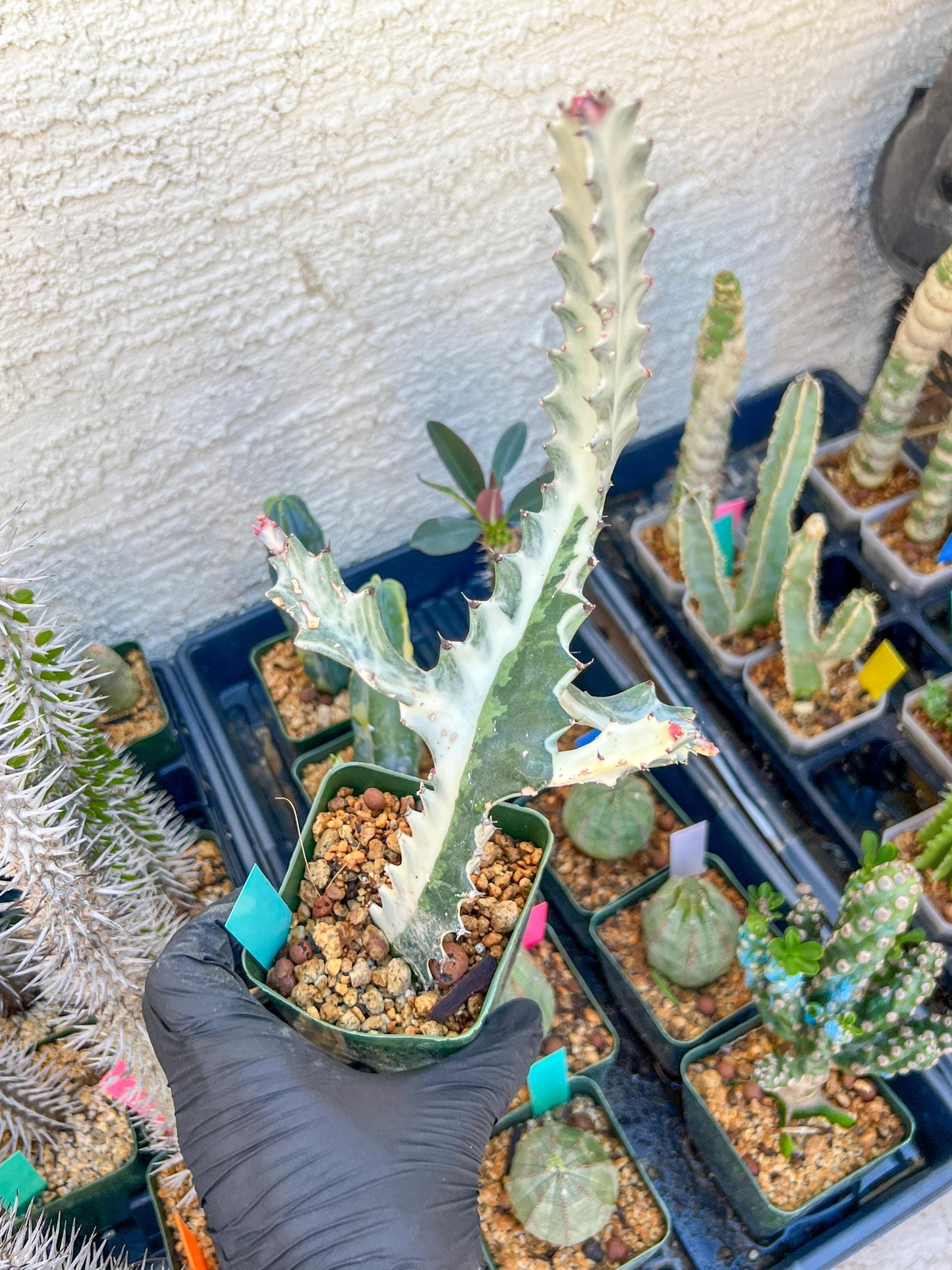 Large Euphorbia Lactea (Green) | Imported Cactus