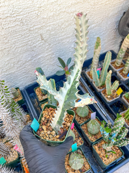 Large Euphorbia Lactea (Green) | Imported Cactus
