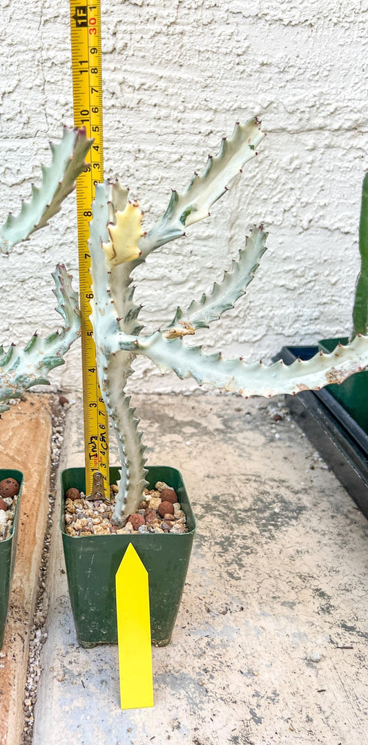 Large Euphorbia Lactea (Yellow) | Imported Cactus