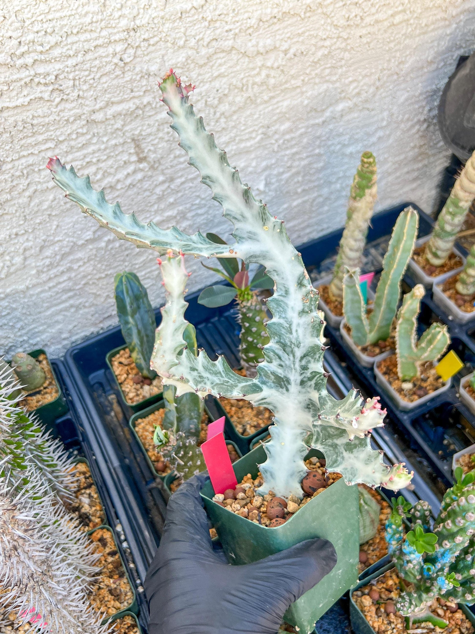 Large Euphorbia Lactea (Red) | Imported Cactus