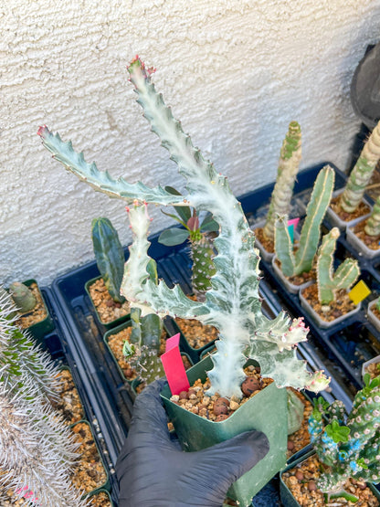 Large Euphorbia Lactea (Red) | Imported Cactus
