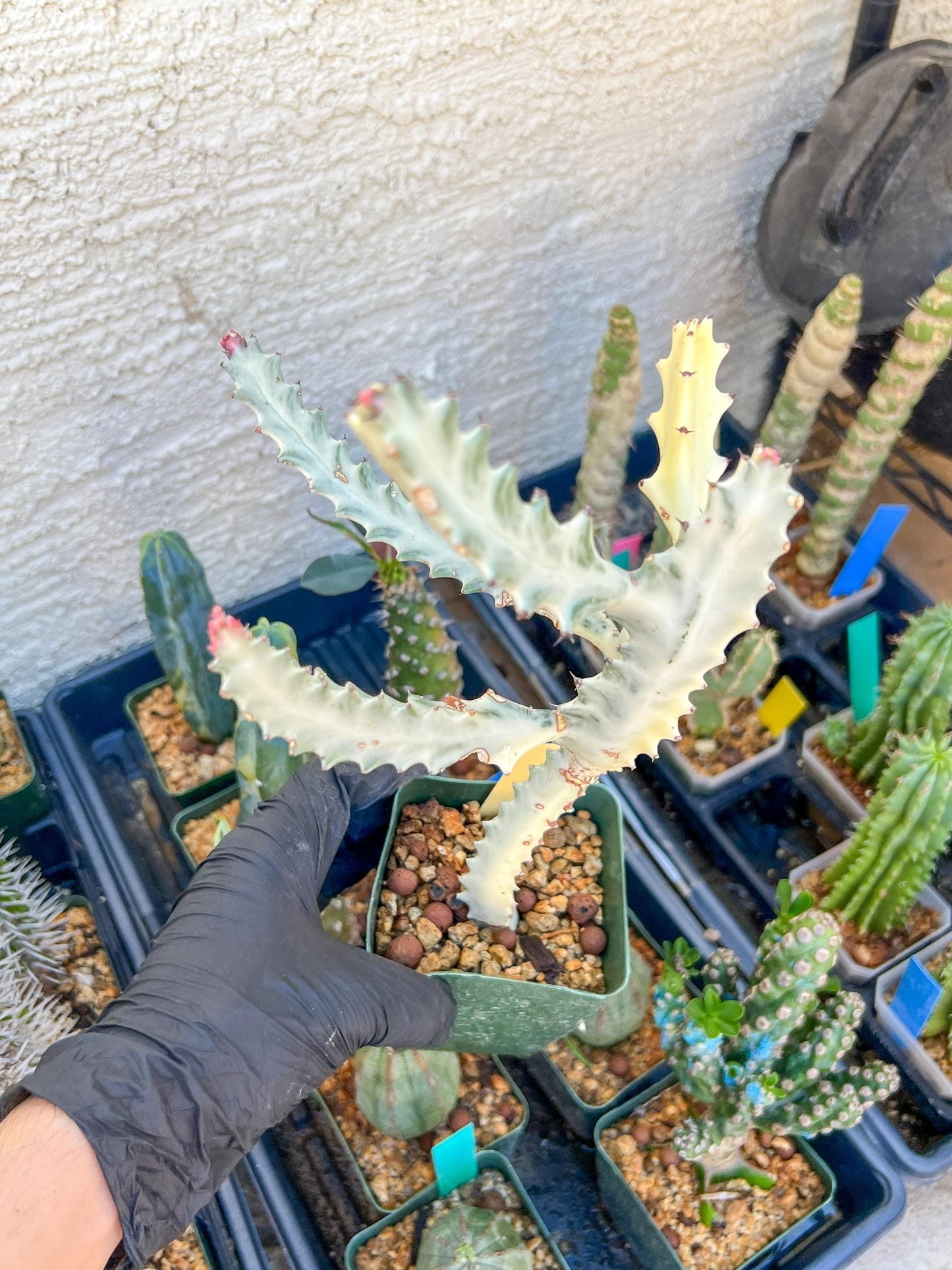 Large Euphorbia Lactea (Yellow) | Imported Cactus