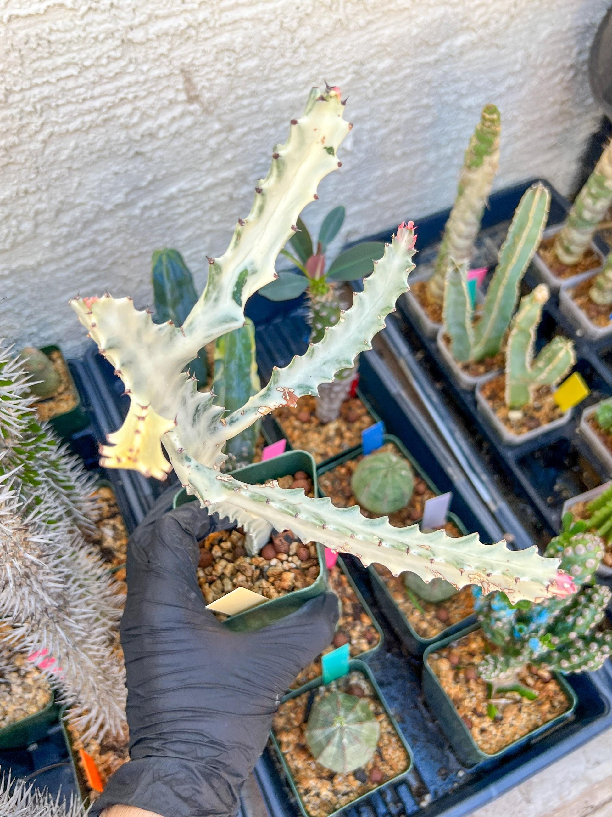 Large Euphorbia Lactea (Yellow) | Imported Cactus