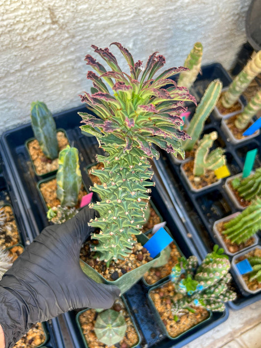 Monadenium Guentheri (2.0) | Imported Cactus | Rare Succulent