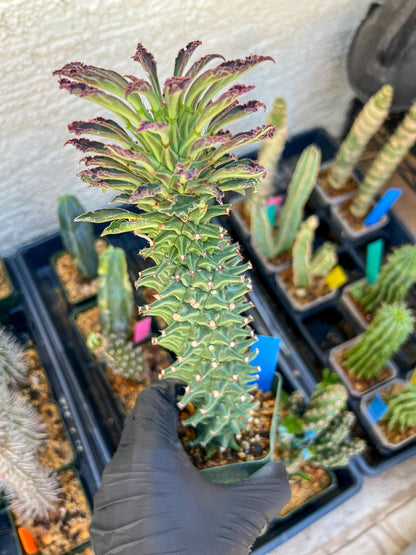 Monadenium Guentheri (2.0) | Imported Cactus | Rare Succulent