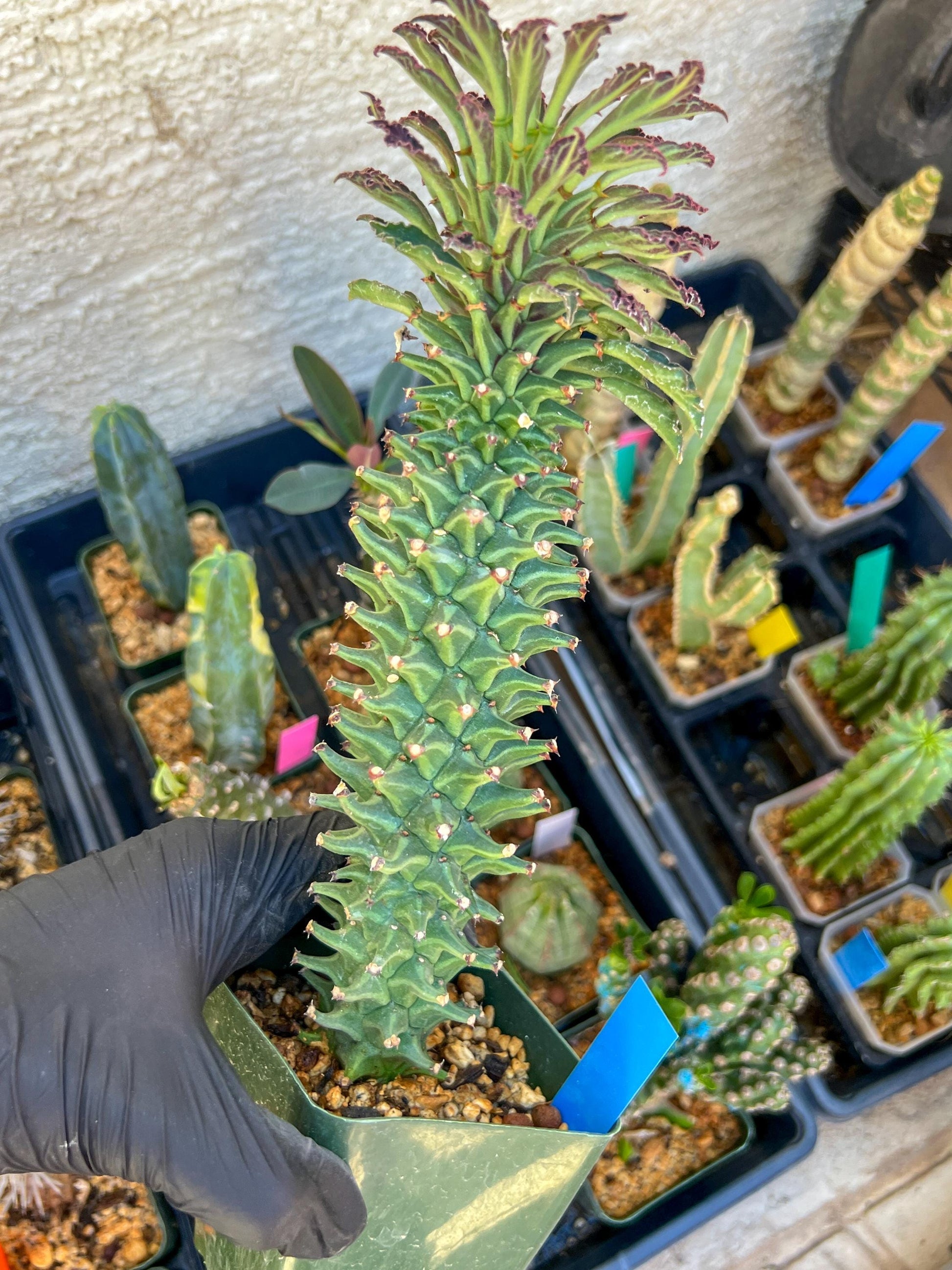 Monadenium Guentheri (2.0) | Imported Cactus | Rare Succulent