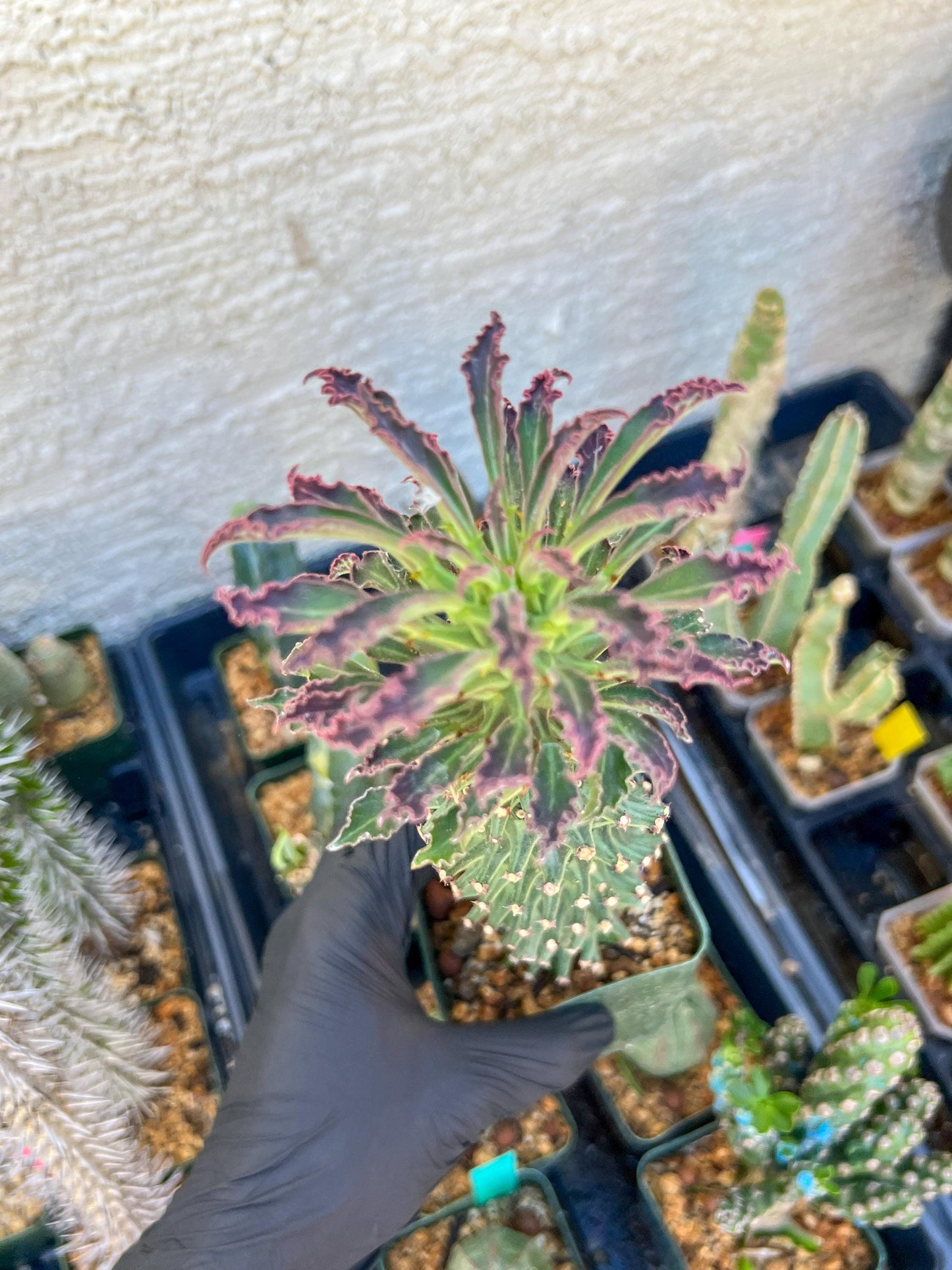 Monadenium Guentheri (2.0) | Imported Cactus | Rare Succulent