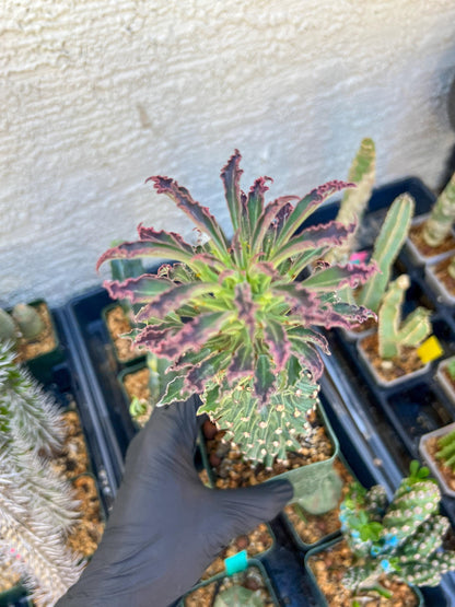 Monadenium Guentheri (2.0) | Imported Cactus | Rare Succulent