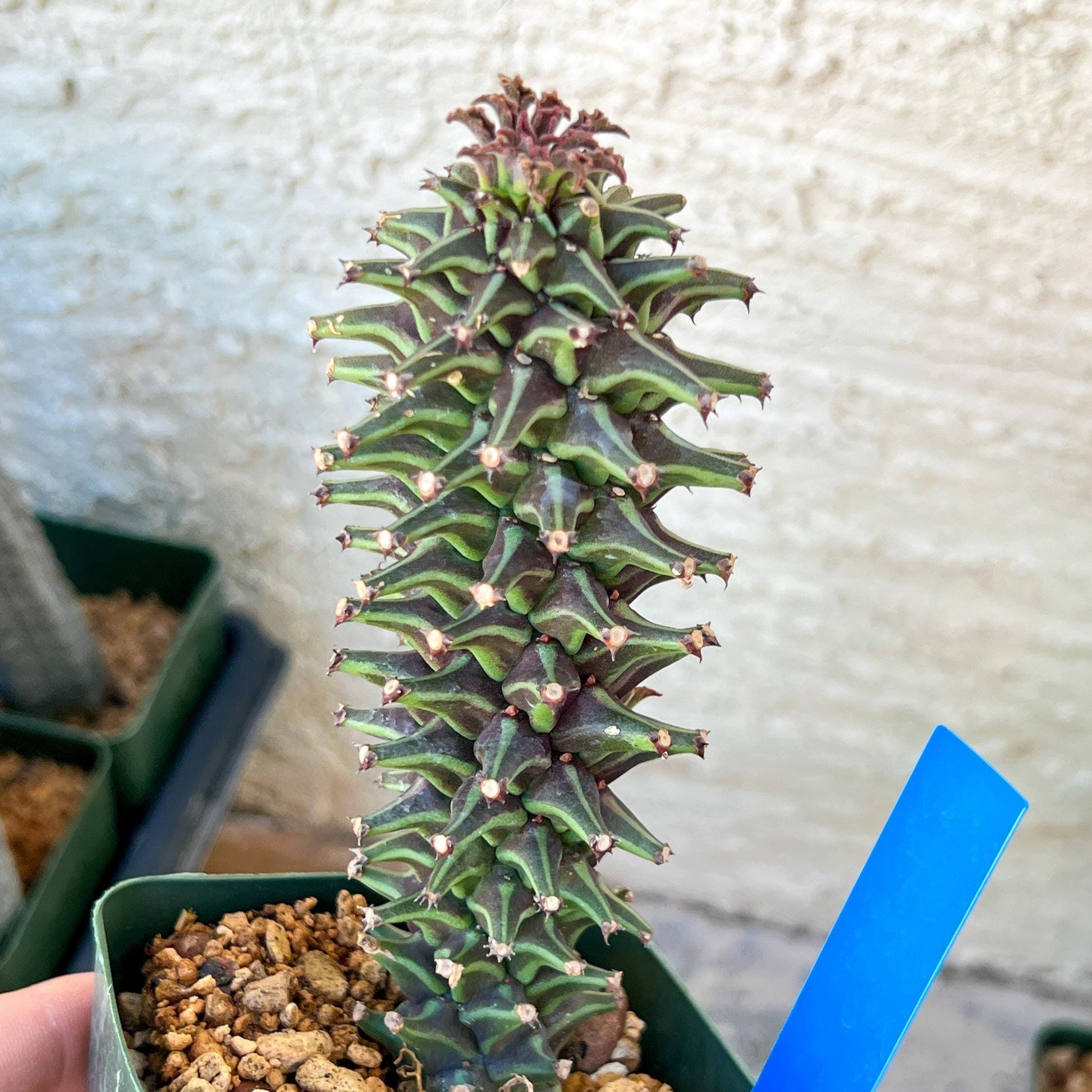 Monadenium Guentheri | Imported Cactus | Rare Succulent
