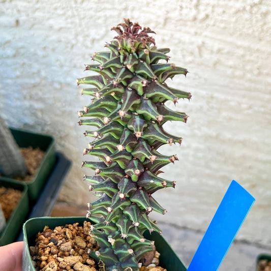 Monadenium Guentheri | Imported Cactus | Rare Succulent