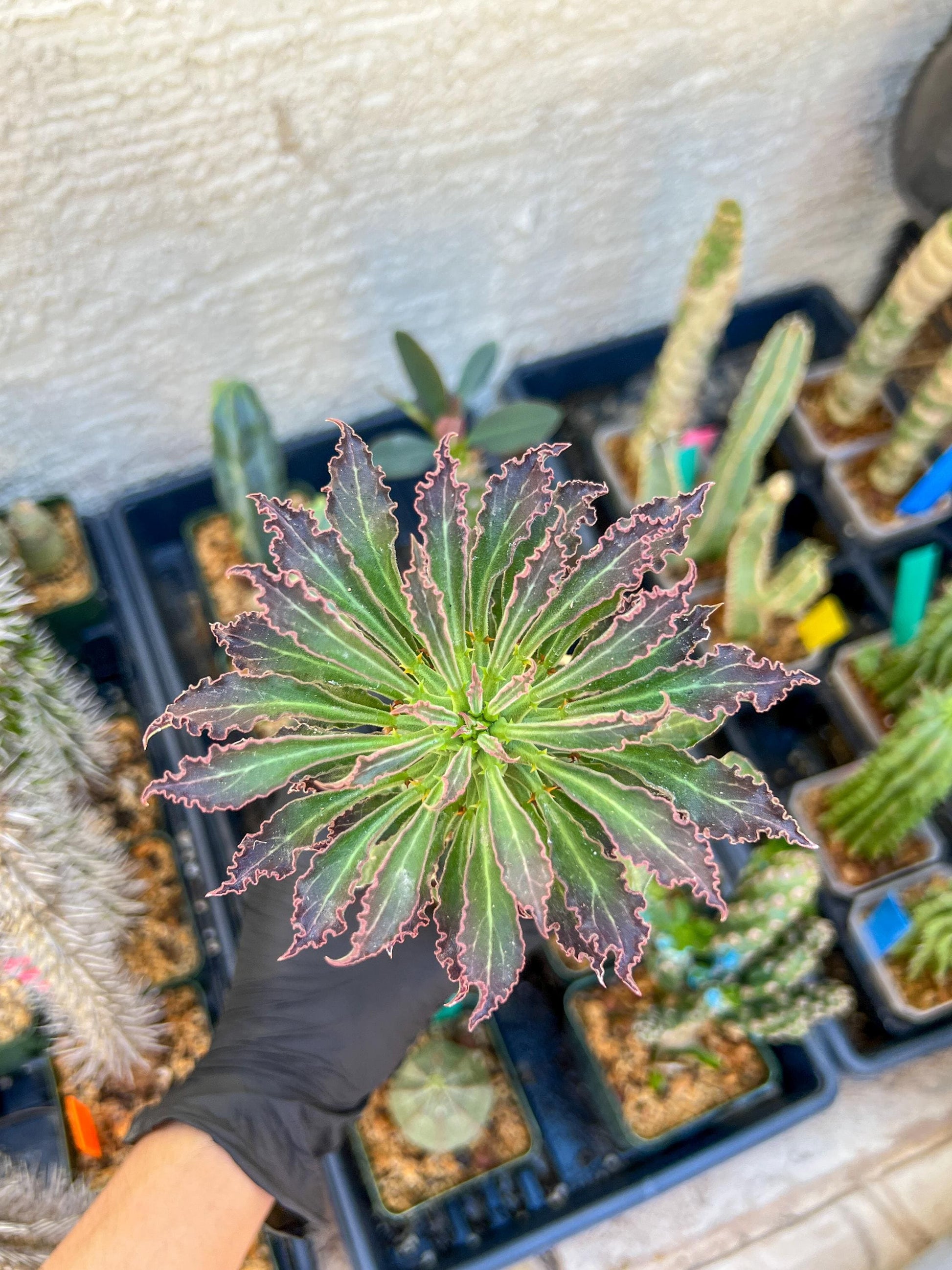 Monadenium Guentheri (xl-red) | Imported Cactus | Rare Succulent