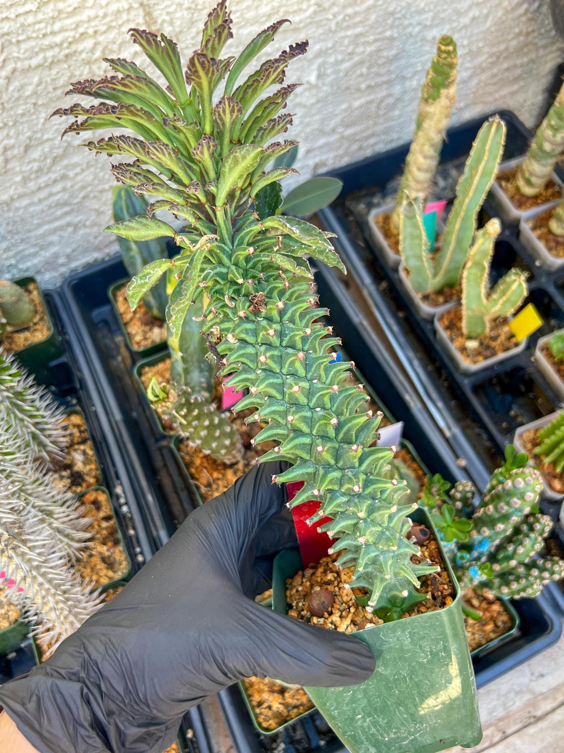 Monadenium Guentheri (xl-red) | Imported Cactus | Rare Succulent