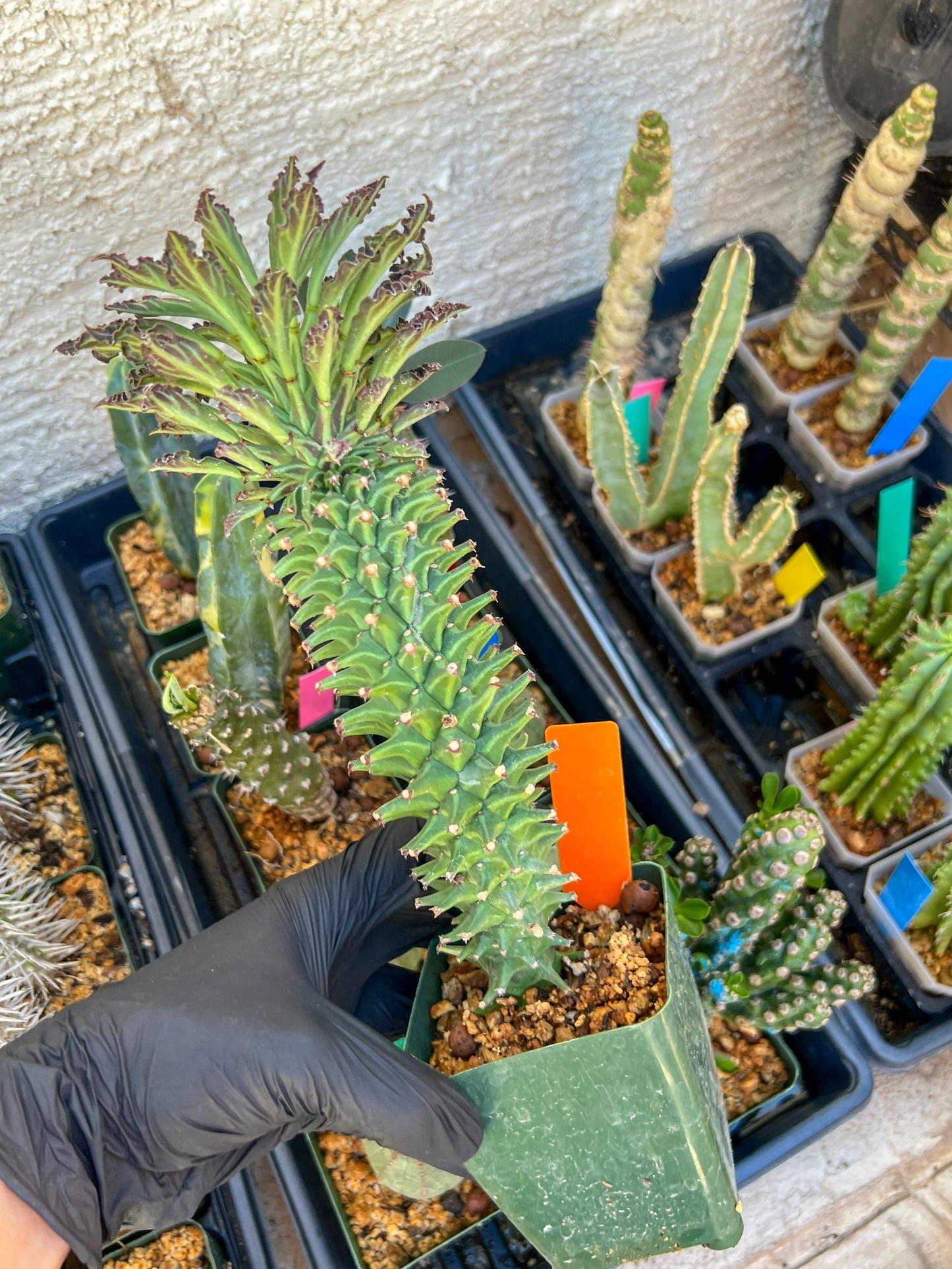 Monadenium Guentheri (xl-Orange) | Imported Cactus | Rare Succulent