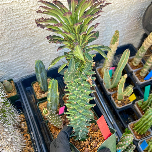 Monadenium Guentheri (xl-red) | Imported Cactus | Rare Succulent