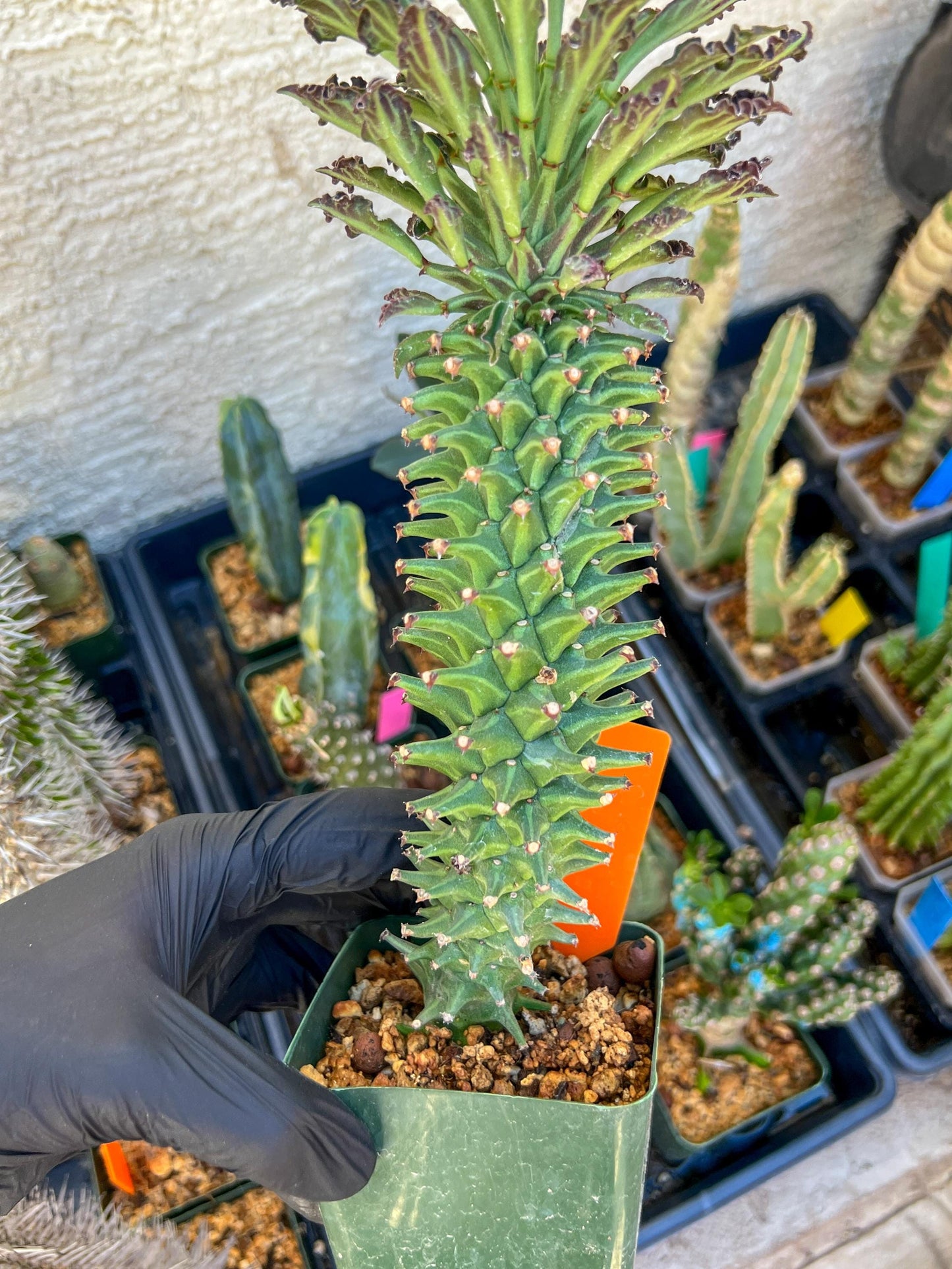 Monadenium Guentheri (xl-Orange) | Imported Cactus | Rare Succulent