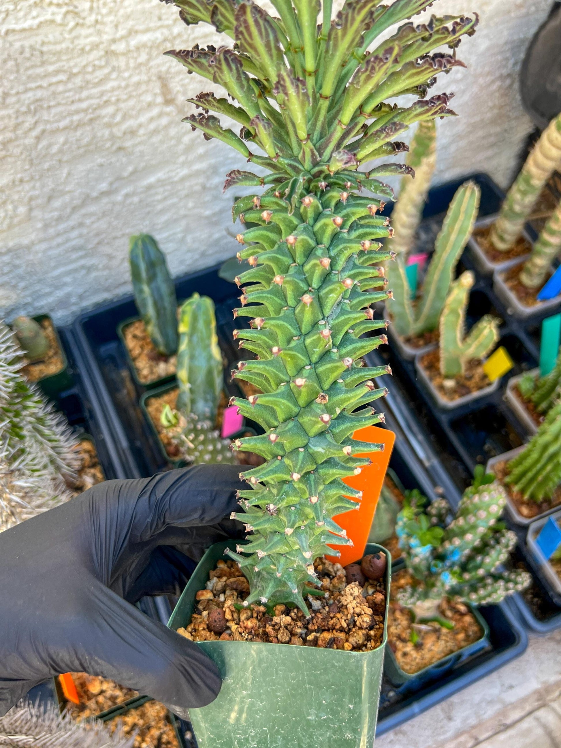 Monadenium Guentheri (xl-Orange) | Imported Cactus | Rare Succulent