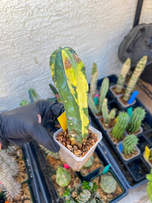 Myrtillocactus Geometrizans f. Variegatus Hort | Imported Cactus