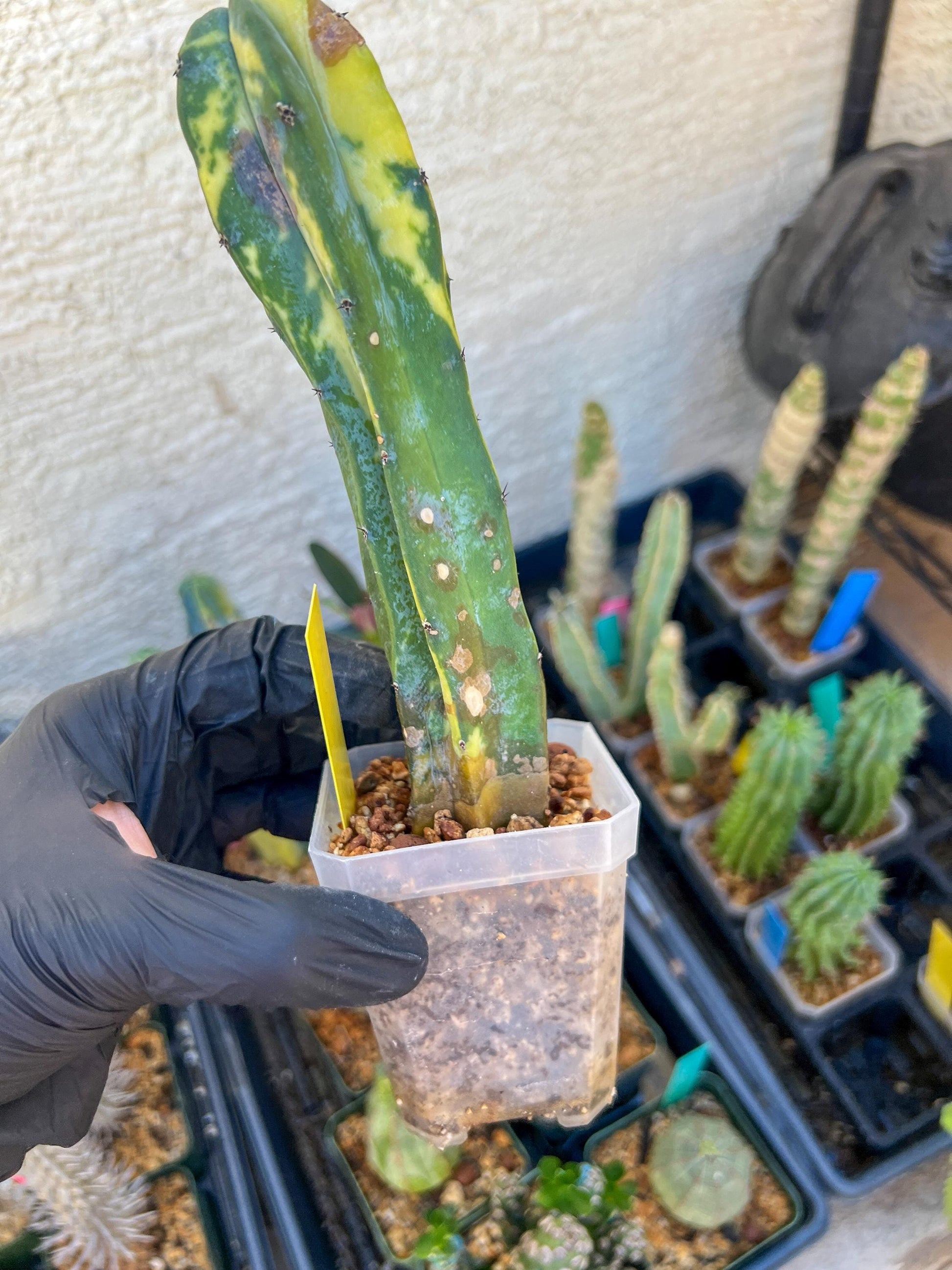 Myrtillocactus Geometrizans f. Variegatus Hort | Imported Cactus