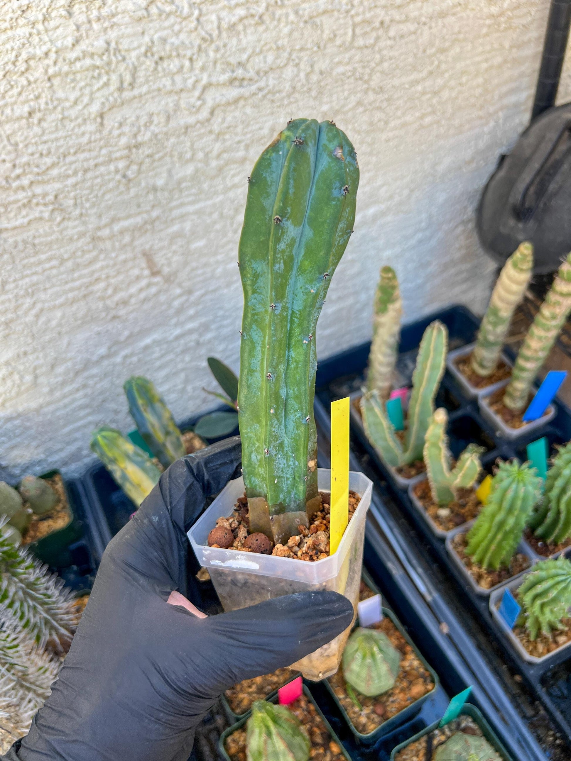 Myrtillocactus Geometrizans f. Variegatus Hort | Imported Cactus