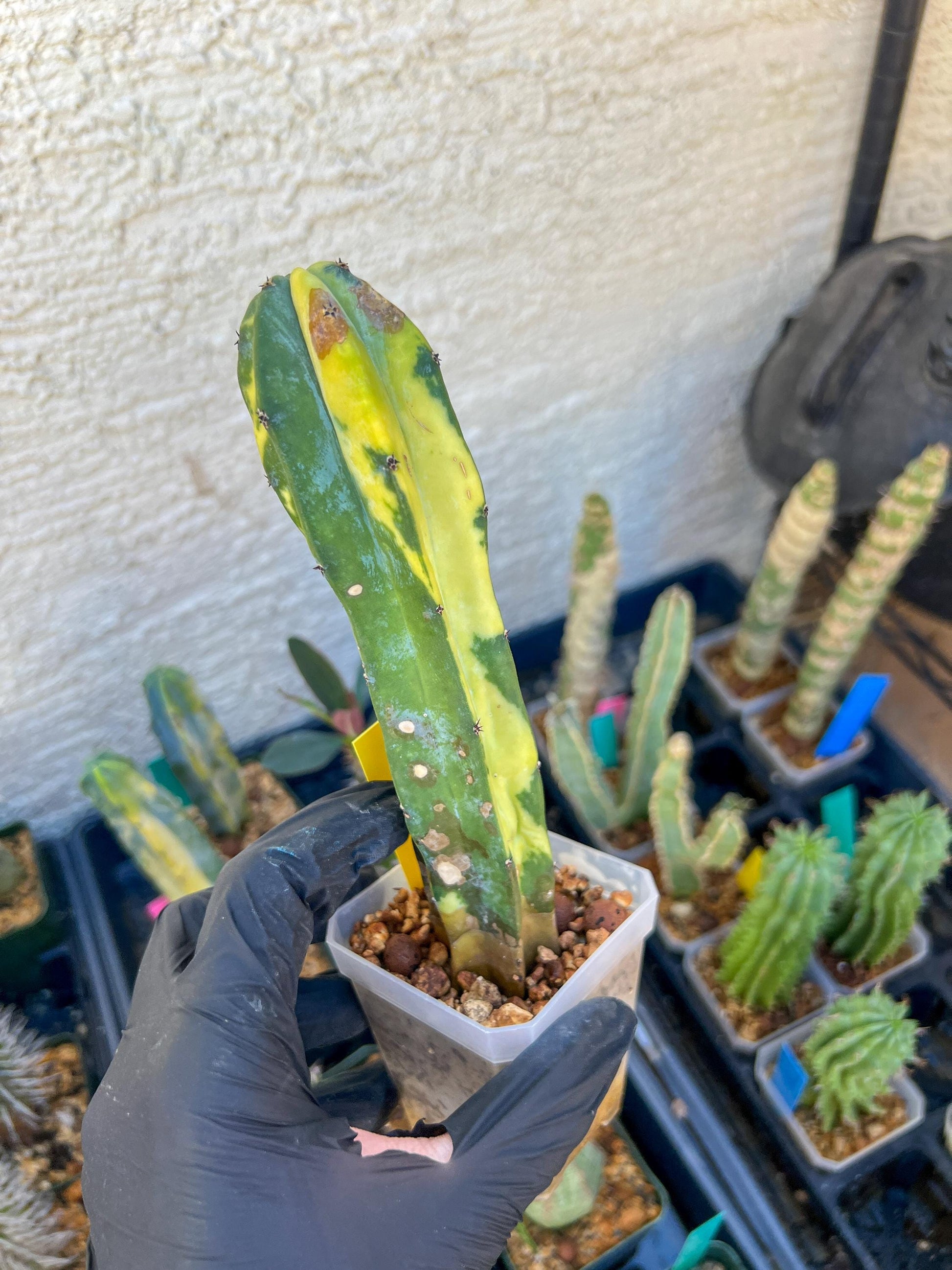 Myrtillocactus Geometrizans f. Variegatus Hort | Imported Cactus