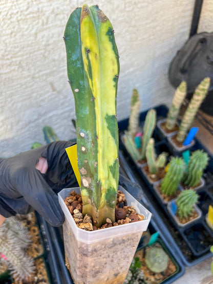 Myrtillocactus Geometrizans f. Variegatus Hort | Imported Cactus