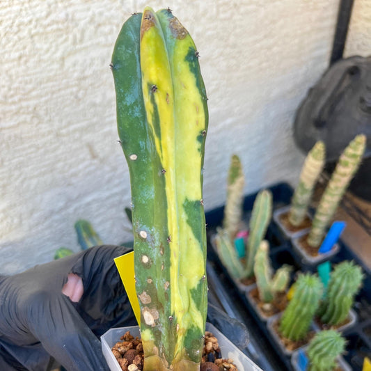 Myrtillocactus Geometrizans f. Variegatus Hort | Imported Cactus