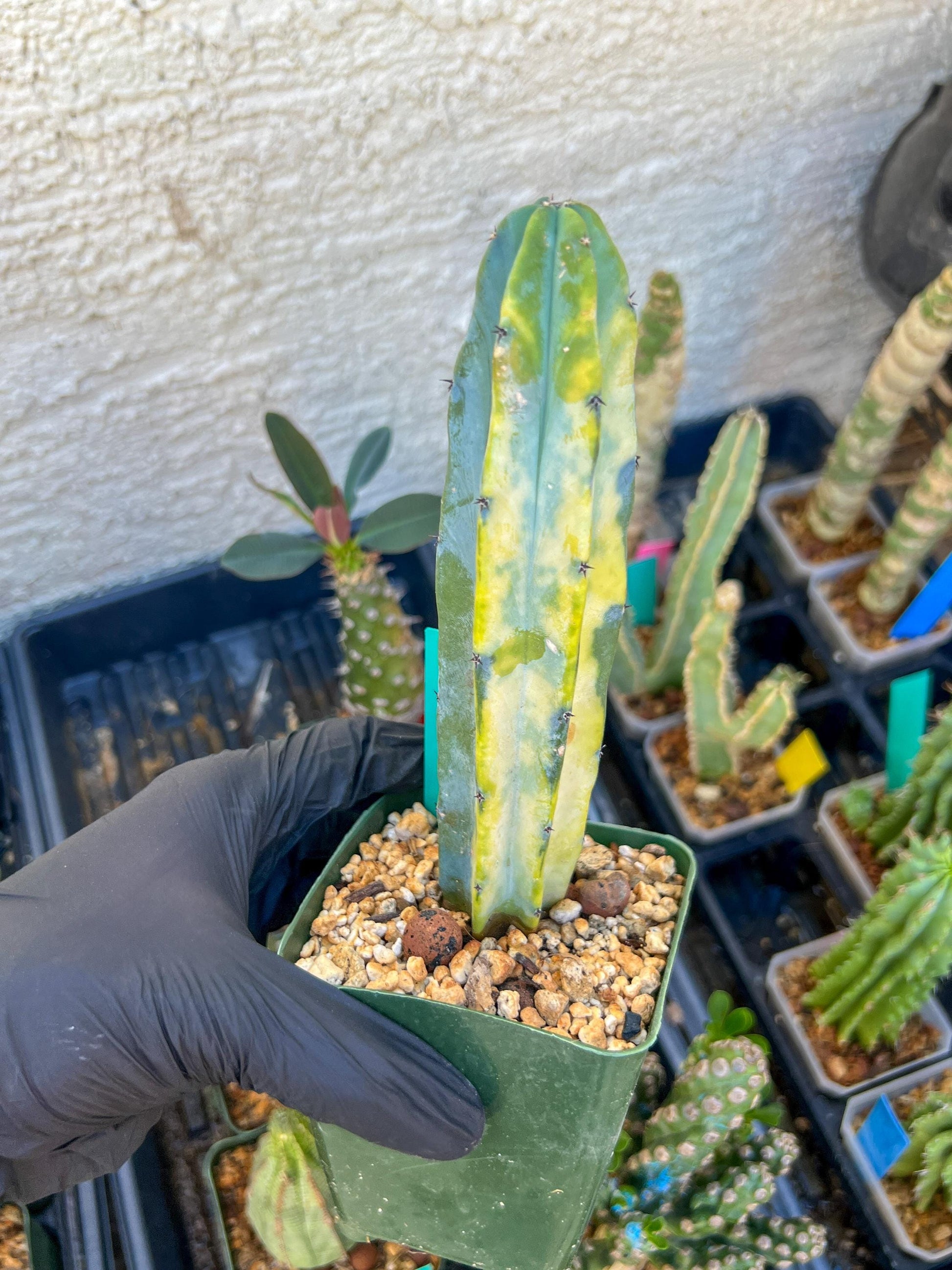 Myrtillocactus Variegatus Hort (Green)