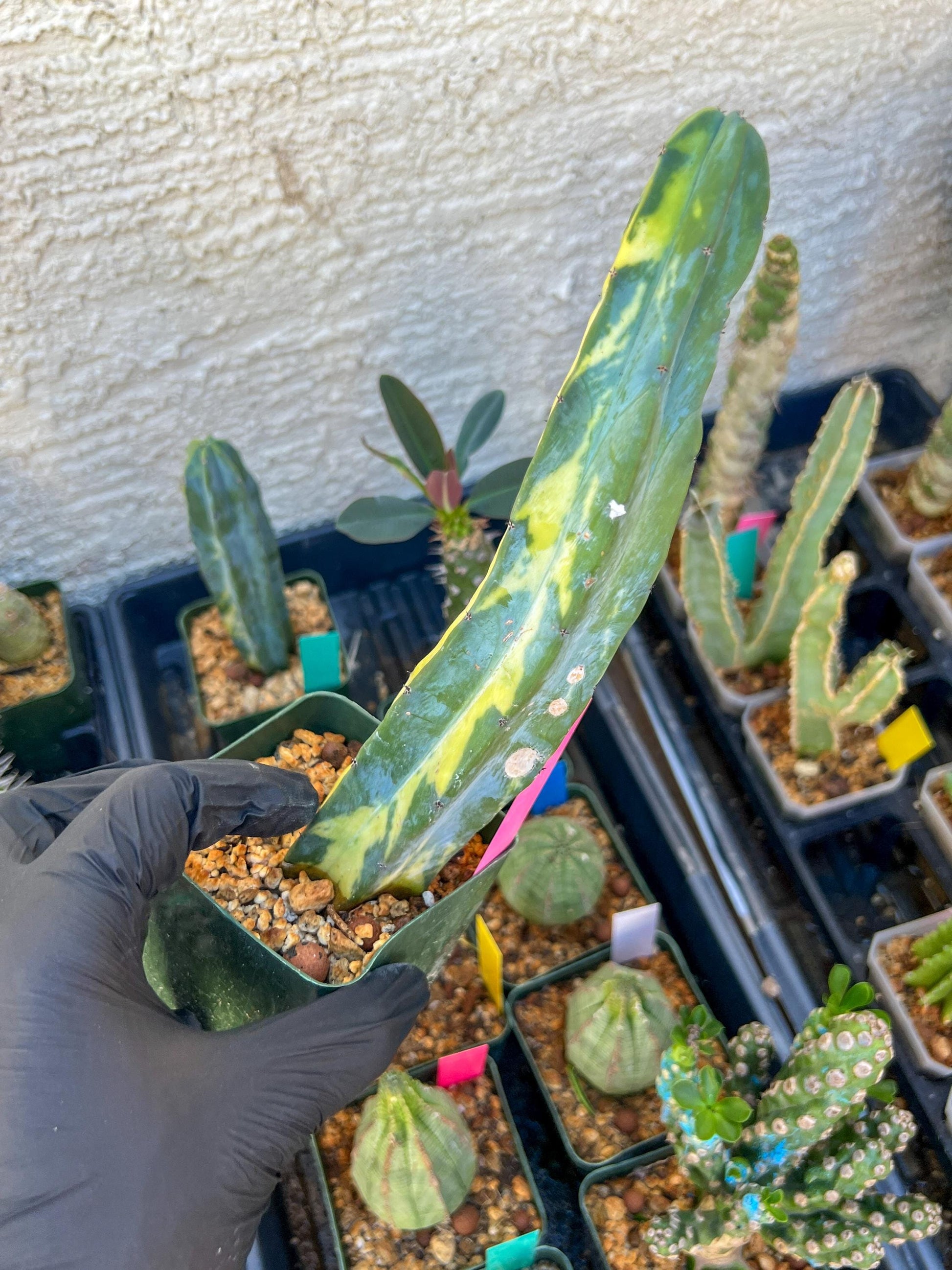 Myrtillocactus Variegatus Hort (Pink)