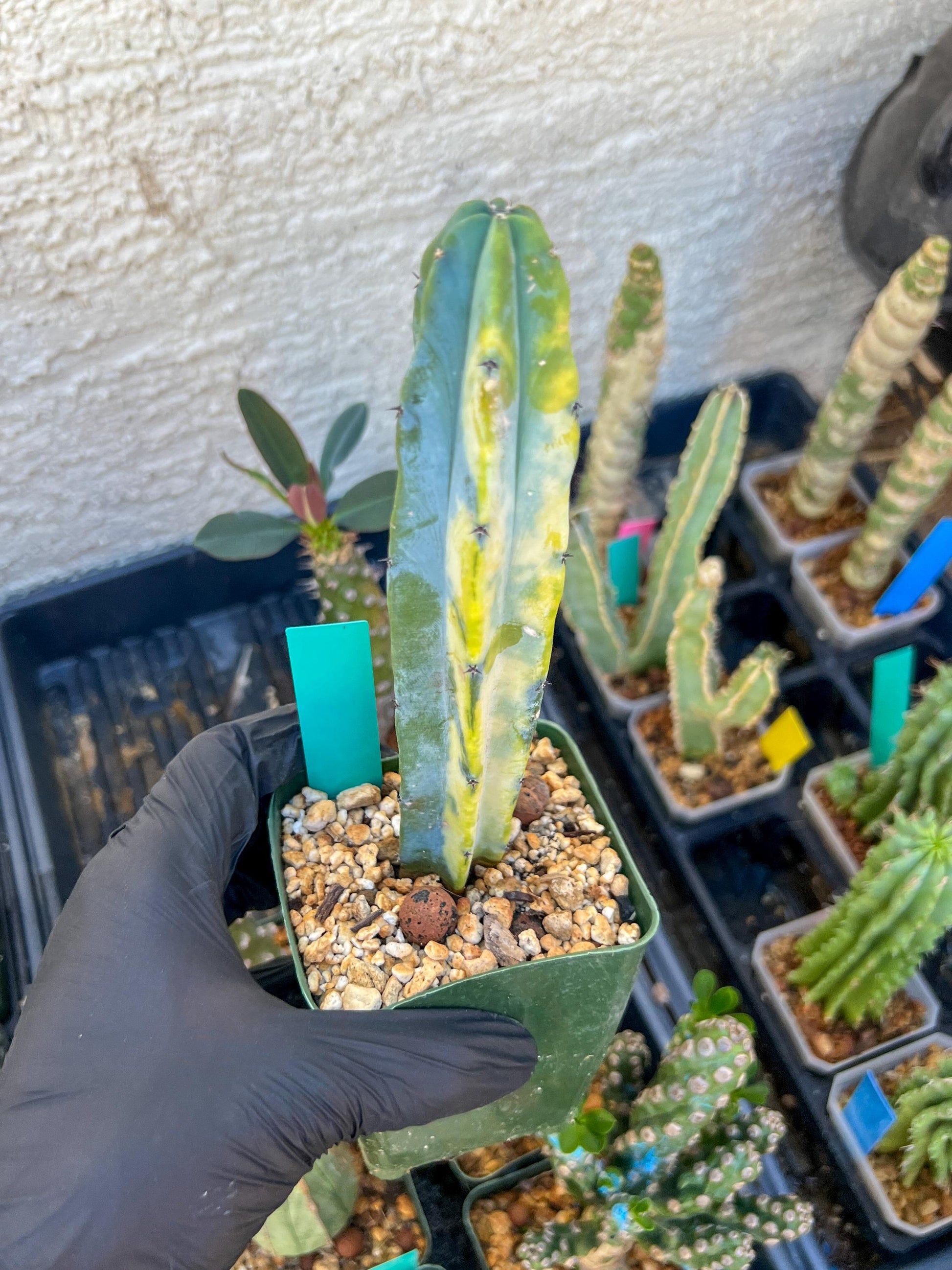 Myrtillocactus Variegatus Hort (Green)