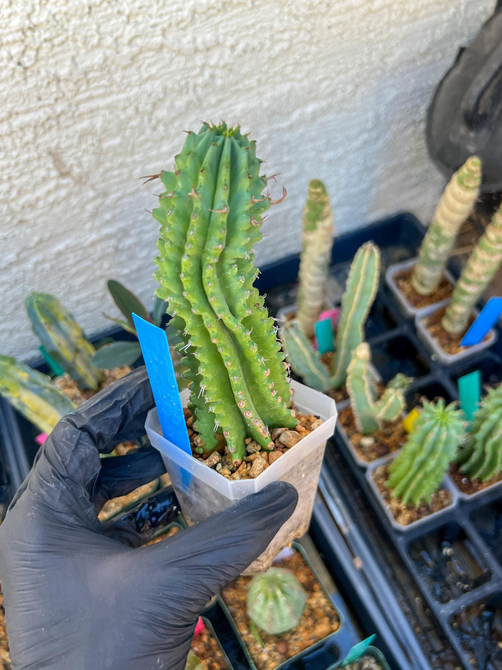 Euphorb Fruticosa Inermis | Rare Succulent