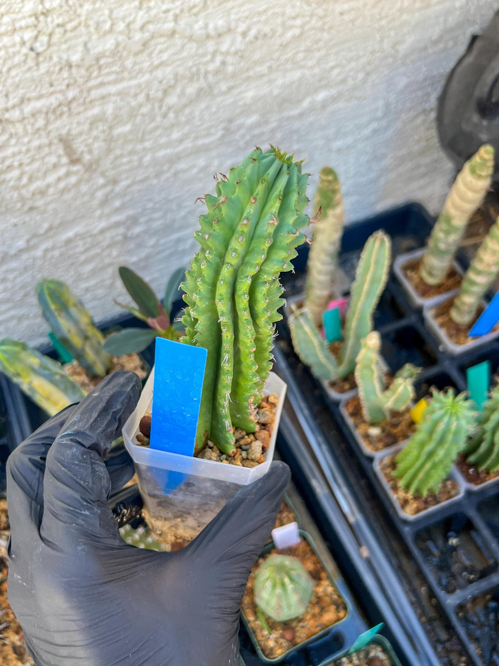 Euphorb Fruticosa Inermis | Rare Succulent