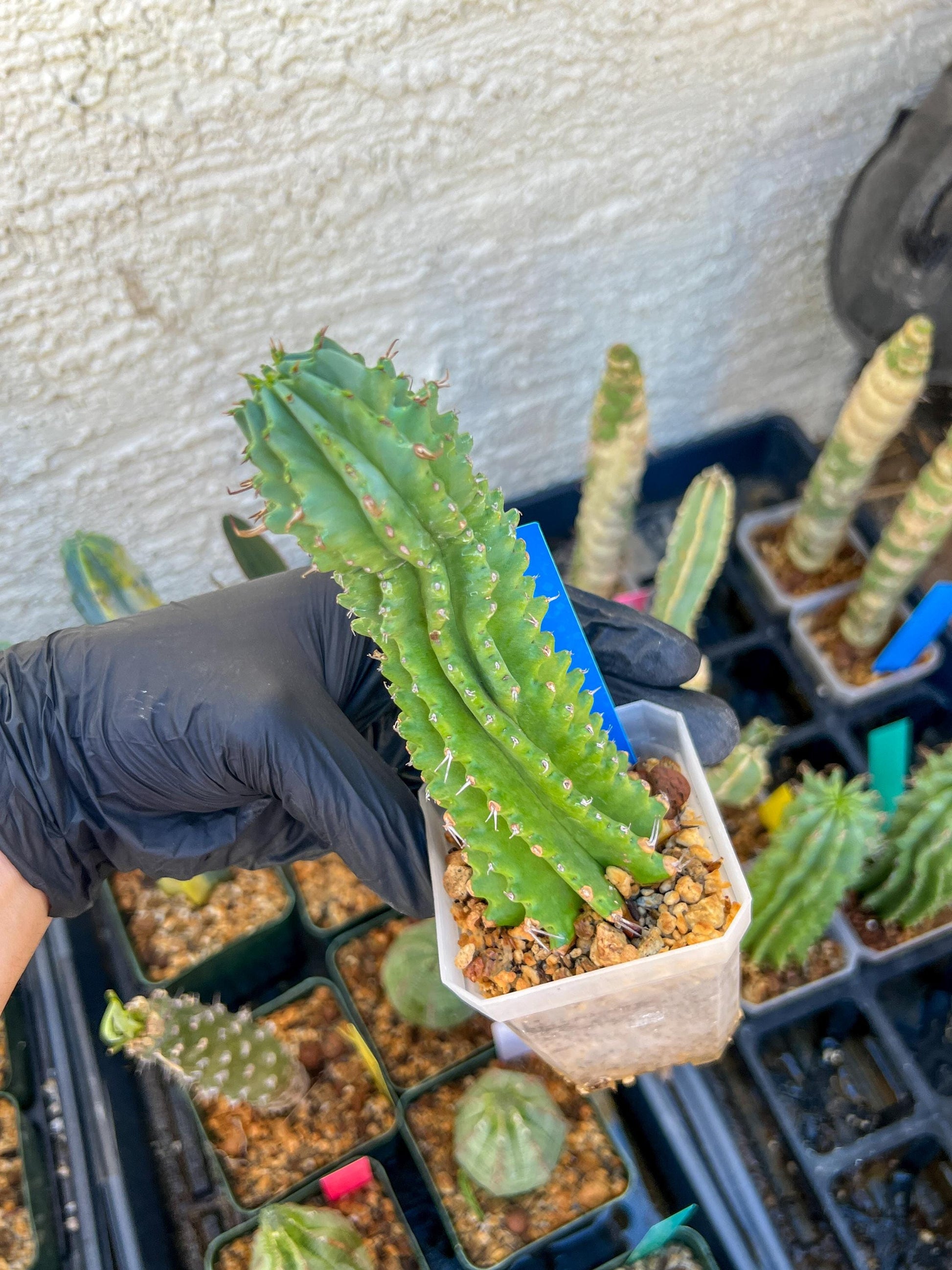 Euphorb Fruticosa Inermis | Rare Succulent