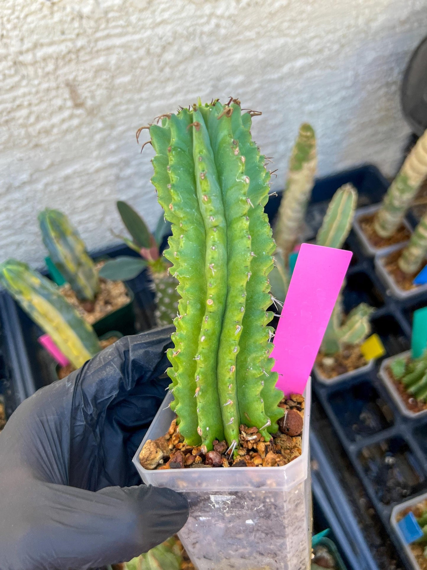 Euphorb Fruticosa Inermis (Pink) | Rare Succulent