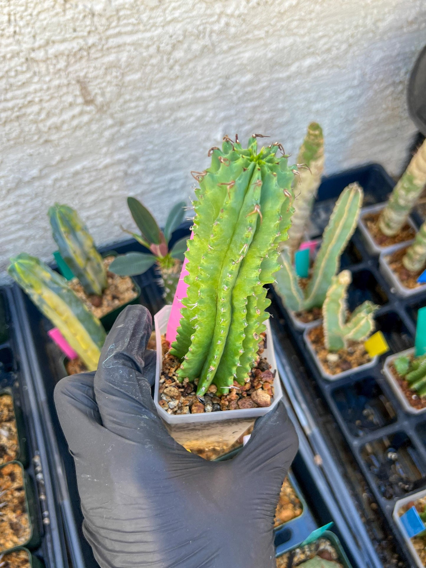 Euphorb Fruticosa Inermis (Pink) | Rare Succulent