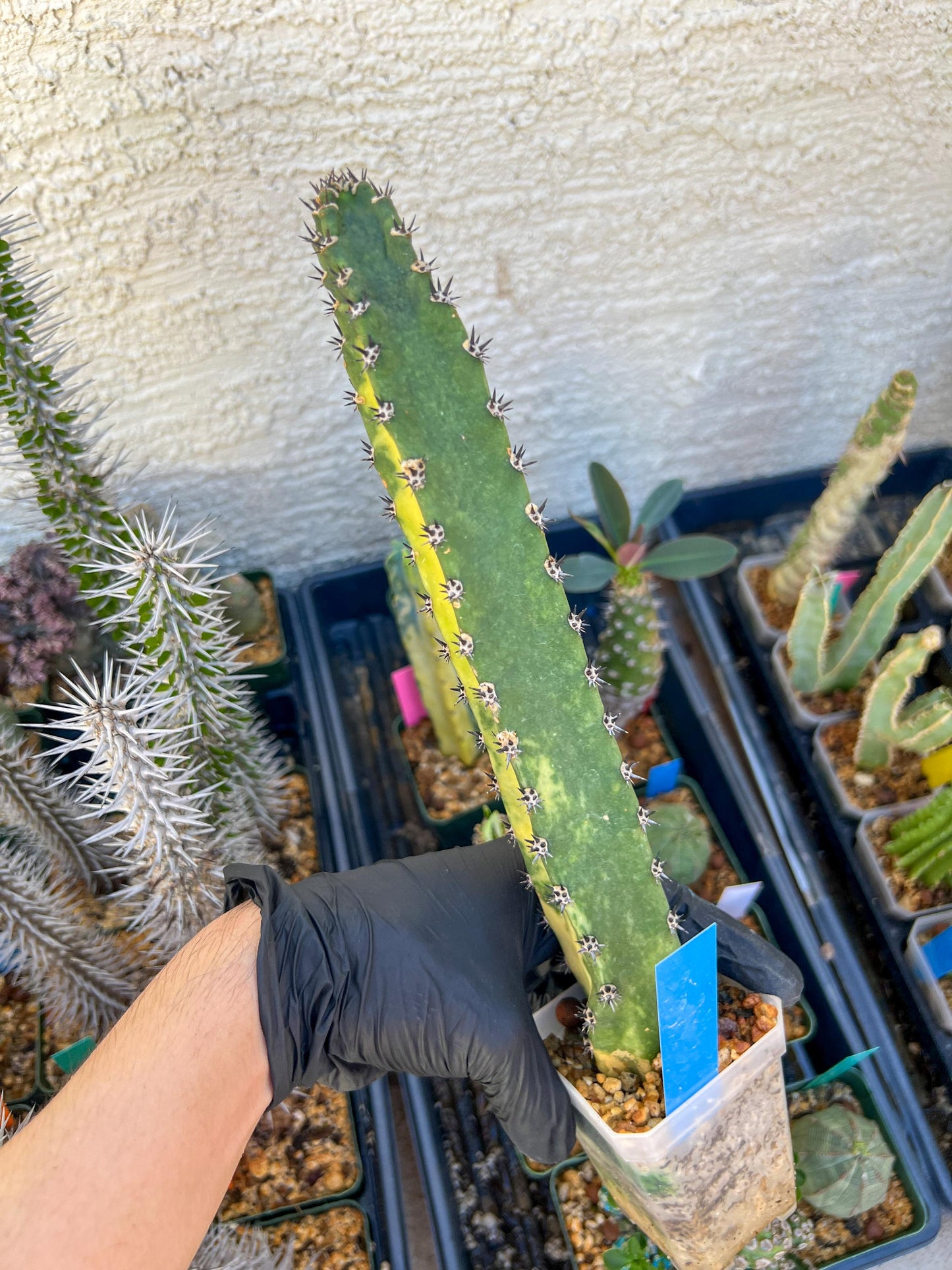 Harrisia Jusbertii Variegated (Blue)| Imported Cactus