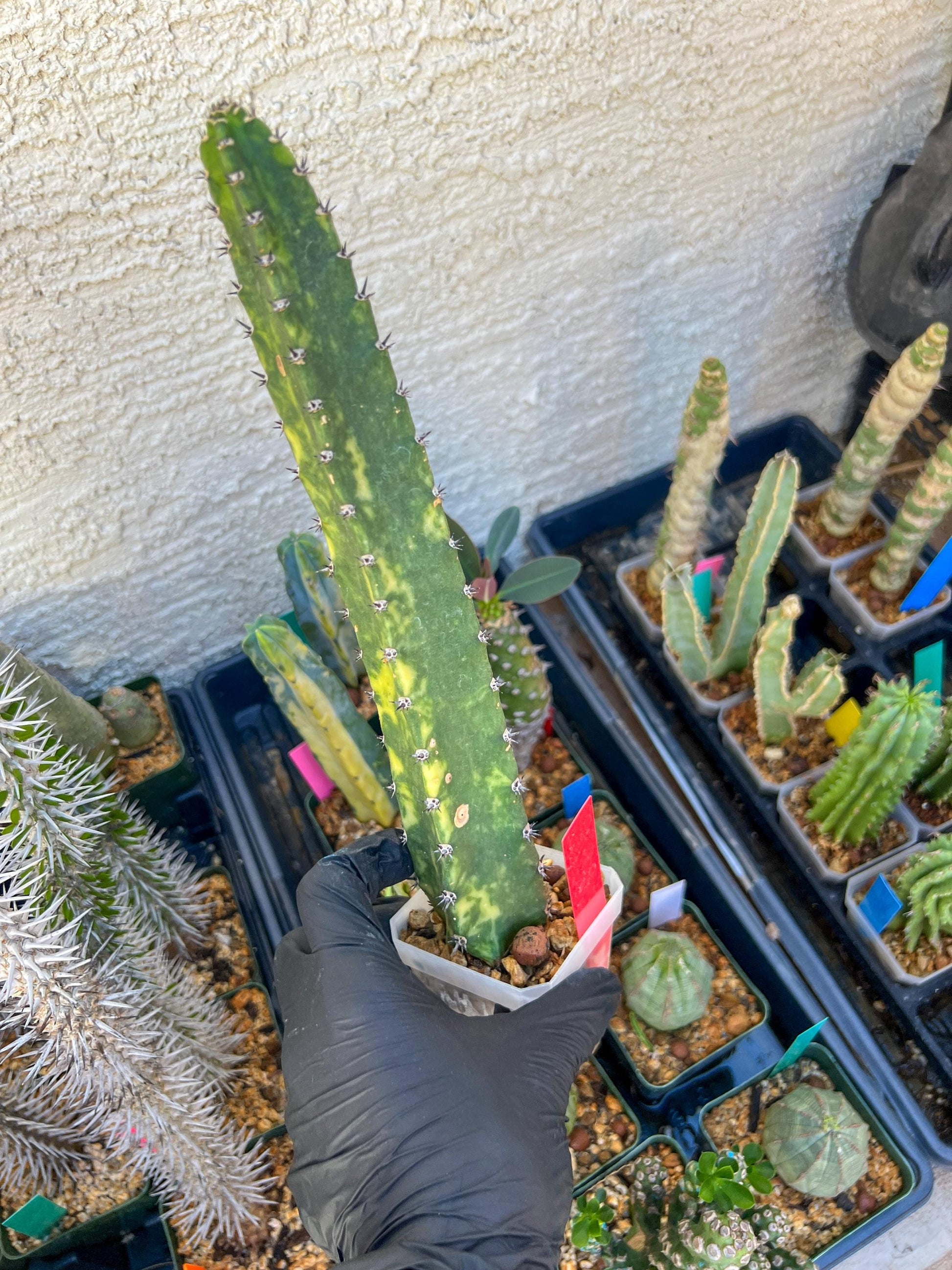 Harrisia Jusbertii Variegated (Red) | Imported Cactus | Rare Succulent