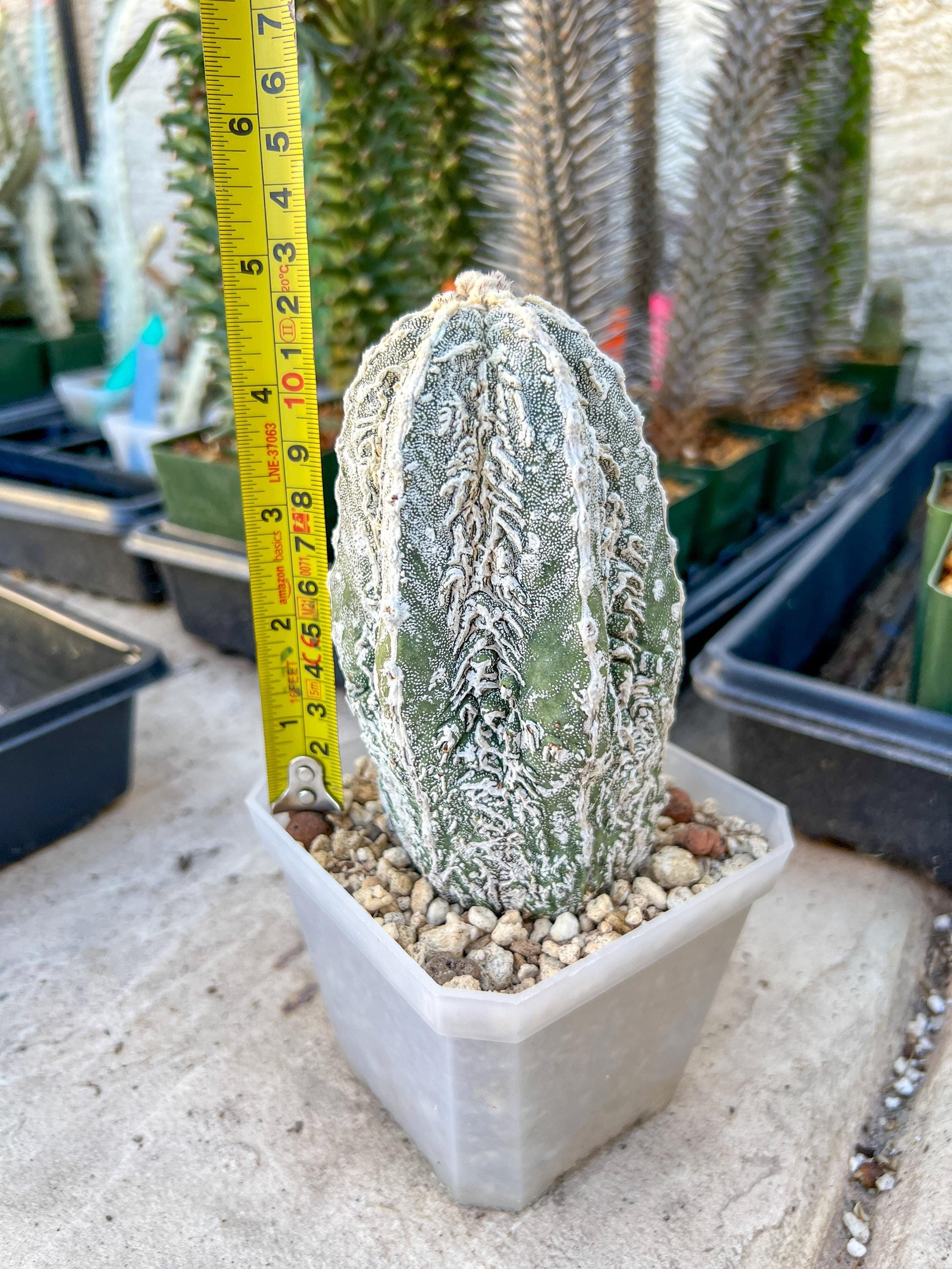 Rare AStrophytum (Yellow)