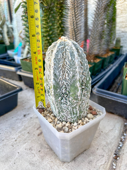 Rare AStrophytum (Yellow)