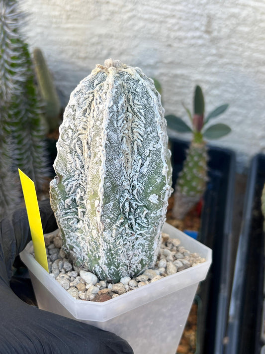Rare AStrophytum (Yellow)