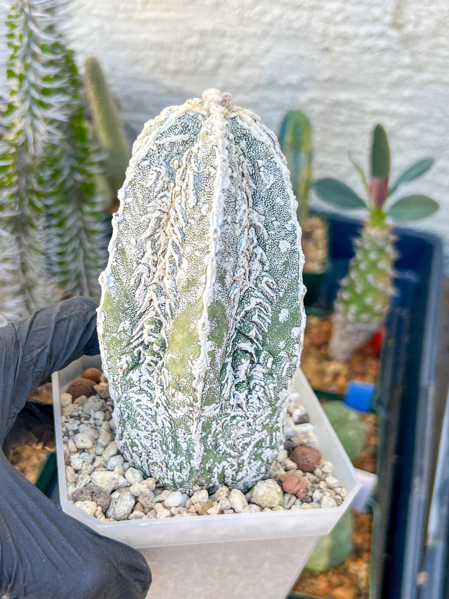 Rare AStrophytum (Yellow)