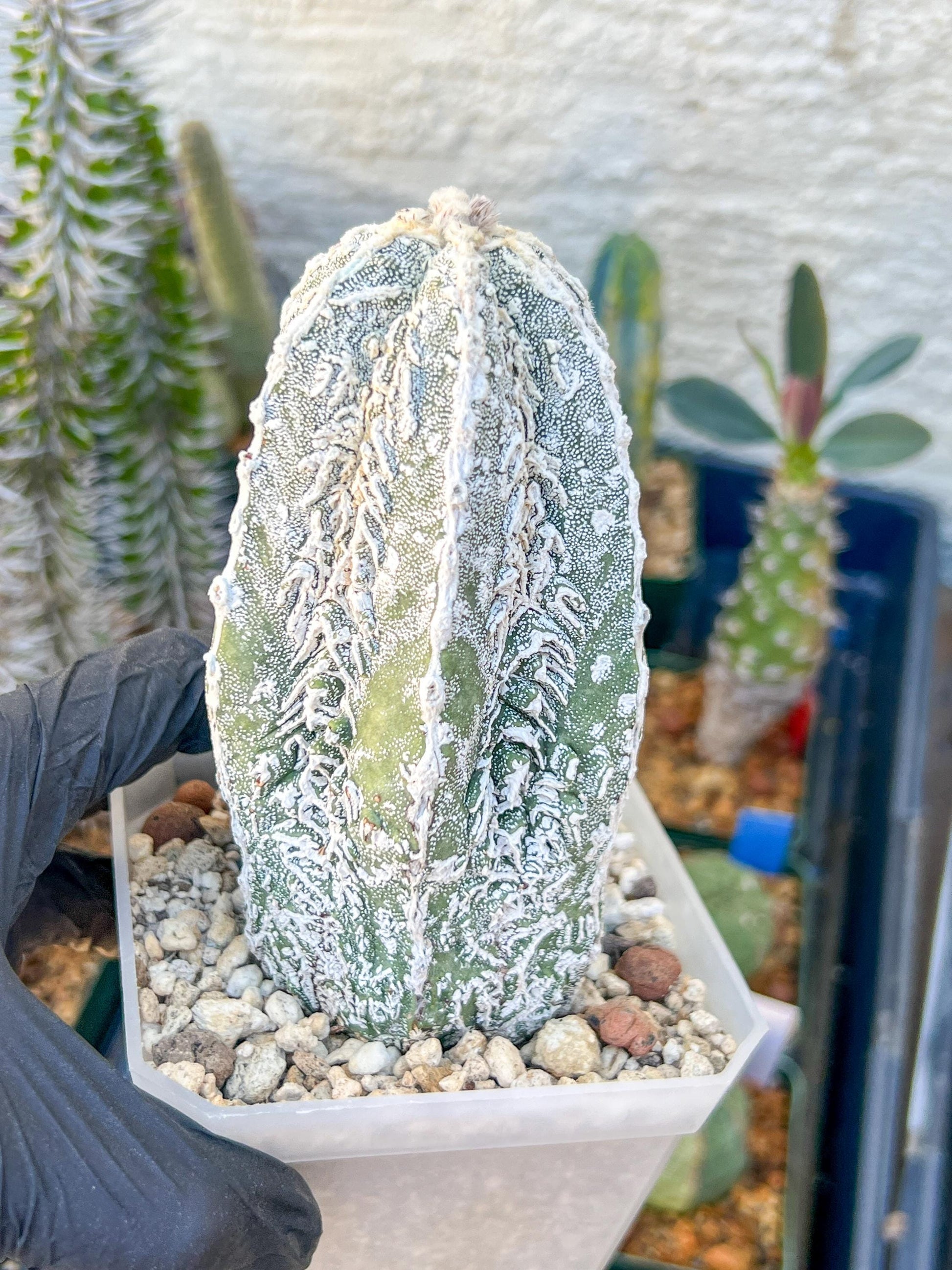 Rare AStrophytum (Yellow)