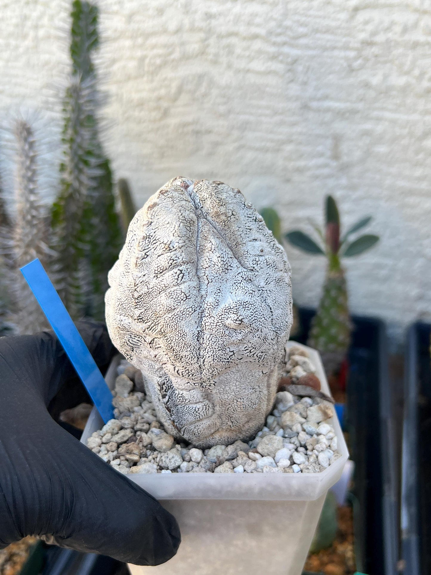 Imported Astrophytum (Blue)
