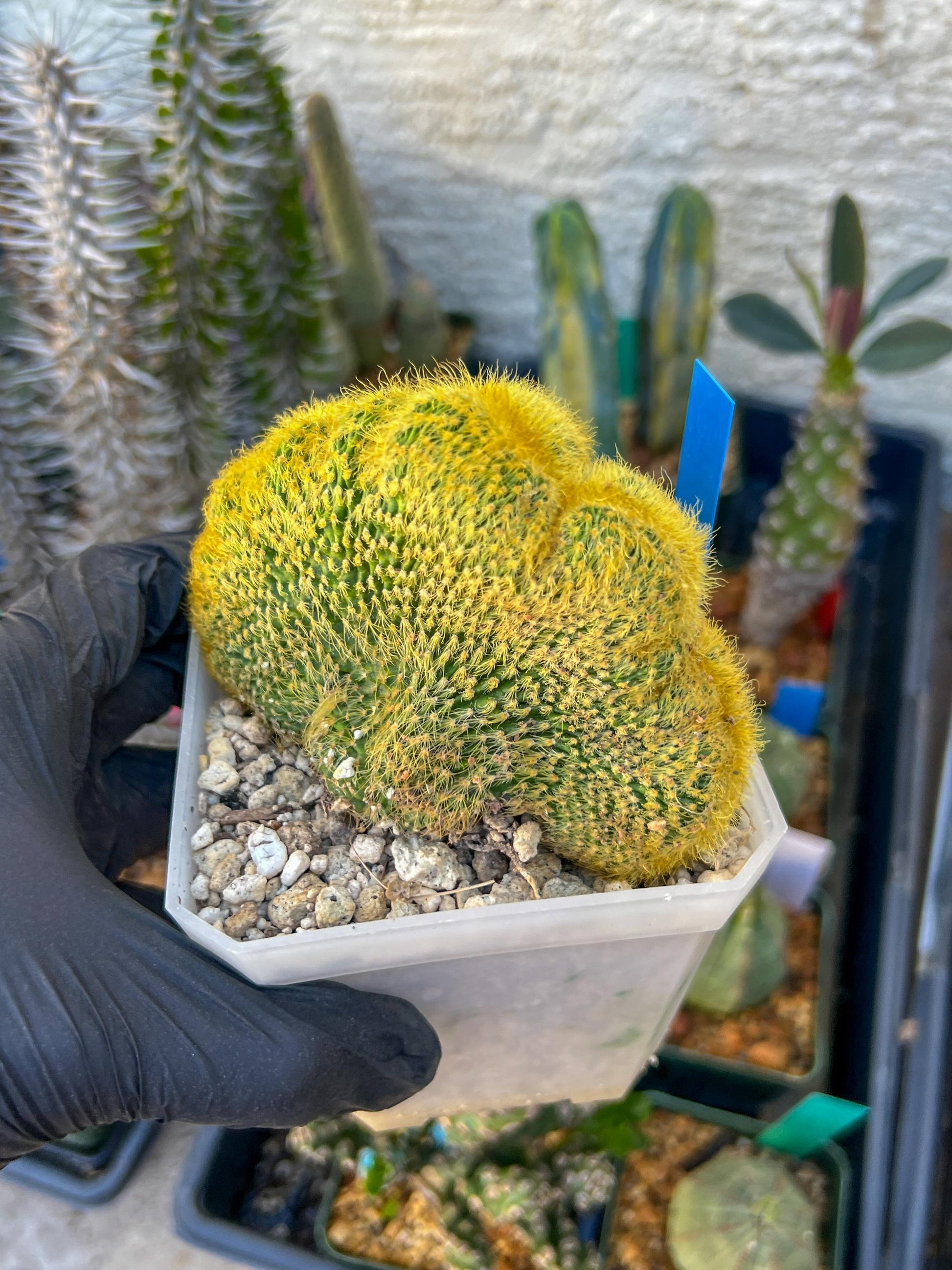 Vatricania guentheri cristata| Imported Cactus | Rare Succulent